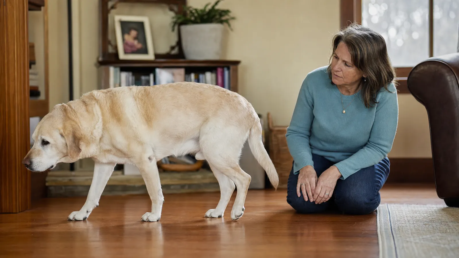 10 Signs Your Dog Needs a Joint Supplement (And What to Give Them)
