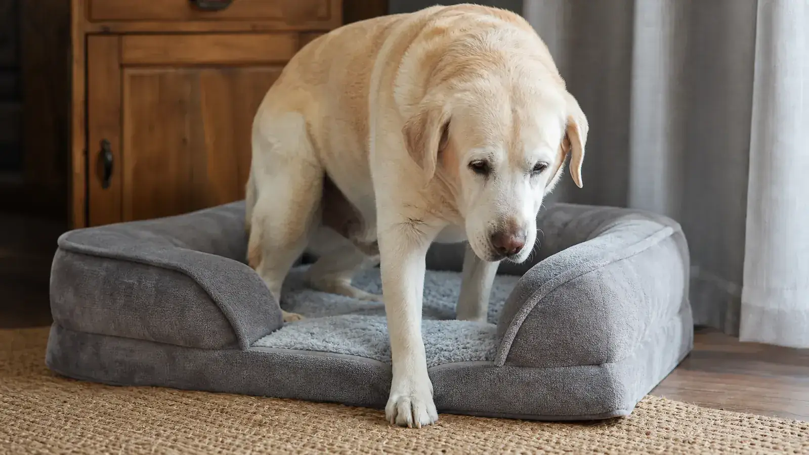 Hand pressing down on the gray orthopedic foam dog bed to show its firm density and slow rebound